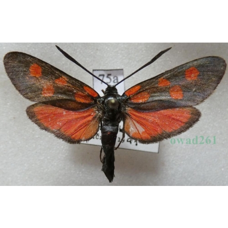 Zygaena lonicerae (Scheven, 1777) Greece75a